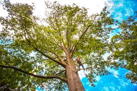 Best Root Management and Removal  in Glendive, MT